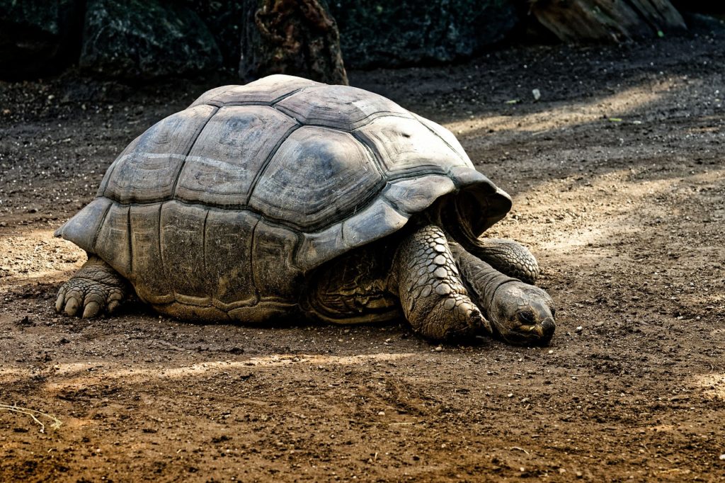 giant tortoises, animals, tank-4461315.jpg