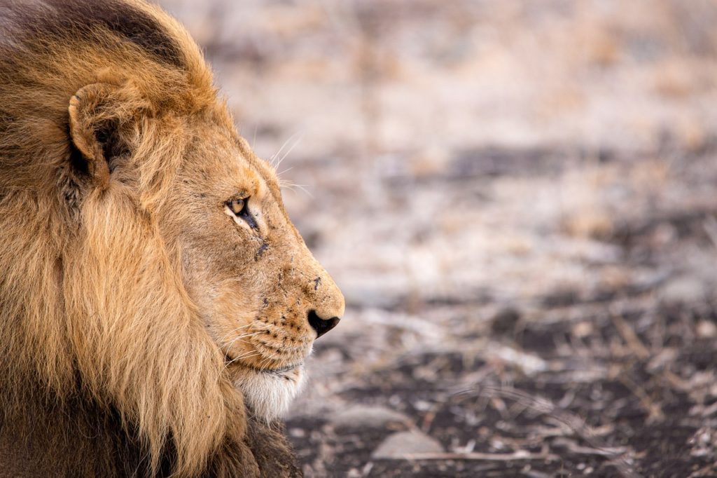 lion, wild animal, africa-4683920.jpg