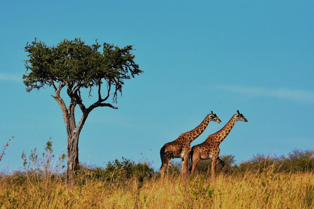 wildlife, africa, tanzania-1536582.jpg