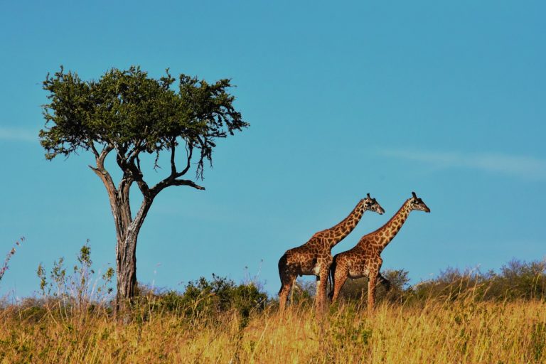 Read more about the article Travel Live! Tanzania