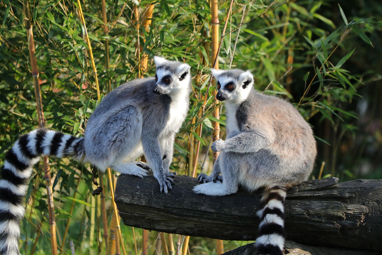 lemur, ring-tailed lemur, madagascar-4594781.jpg